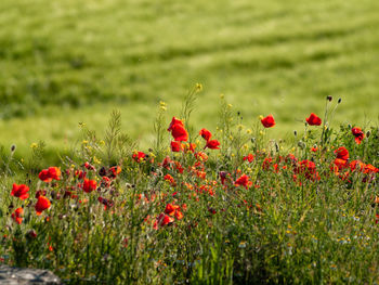 Close-up of red poppy flowers on field