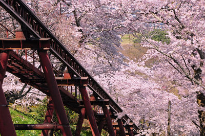 Low angle view of cherry blossom on bridge