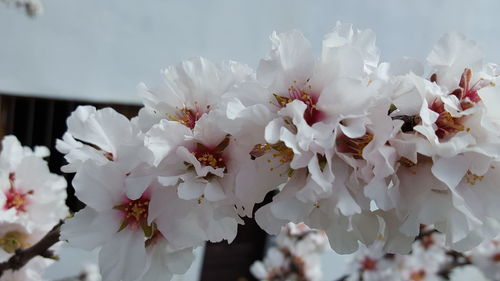 Close-up of white flowers blooming on tree