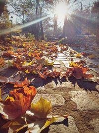 Autumn leaves in water