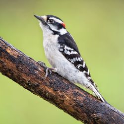 Close-up of bird perching on tree