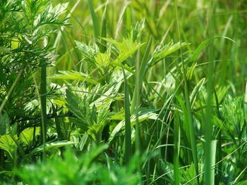 Close-up of grass growing on field