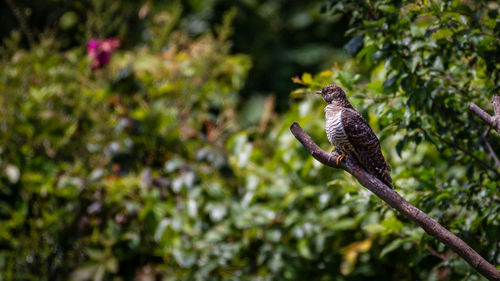 Bird perching on a tree