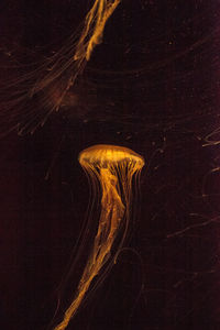 Close-up of jellyfish against black background