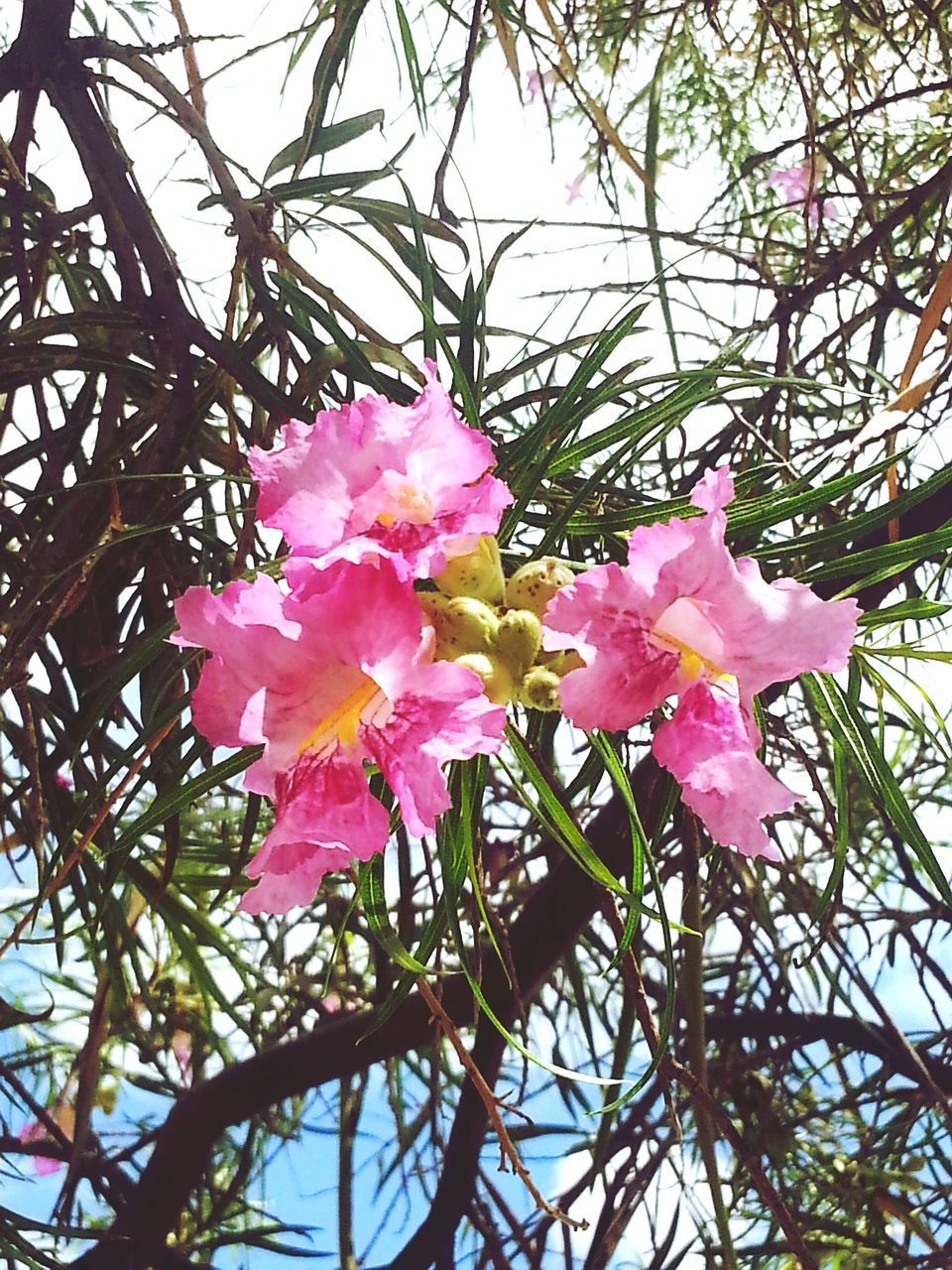 CLOSE-UP OF PINK FLOWERING TREE