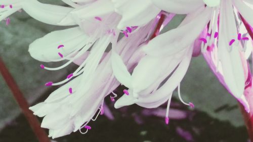 Close-up of pink flower