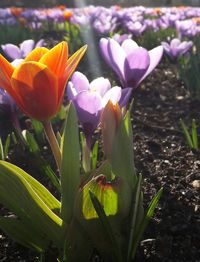 Close-up of purple crocus blooming outdoors