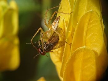 Close-up of insect on yellow flower