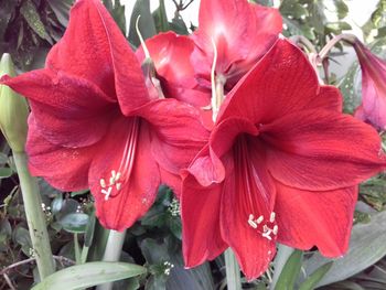 Close-up of red flowering plant