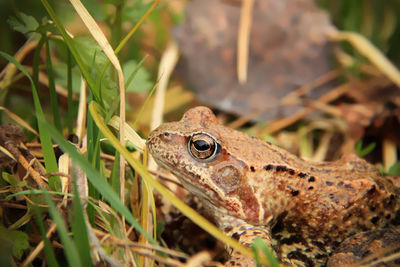 A common frog - rana temporaria - in the grass. russia