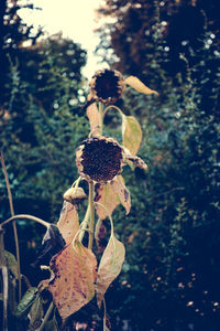 Close-up of flowers