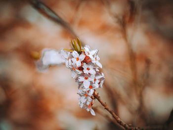 Close-up of cherry blossoms