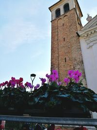 Low angle view of pink flowering plants by building against sky