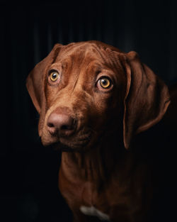 Close-up portrait of a dog over black background