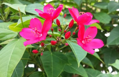 Close-up of pink flowers