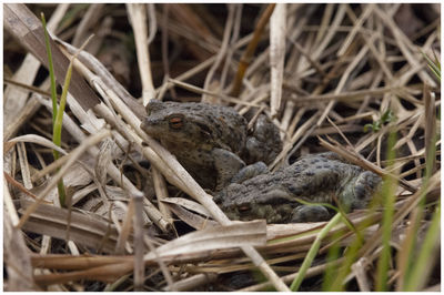 Close-up of birds in nest