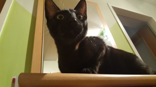 Close-up of cat sitting at home