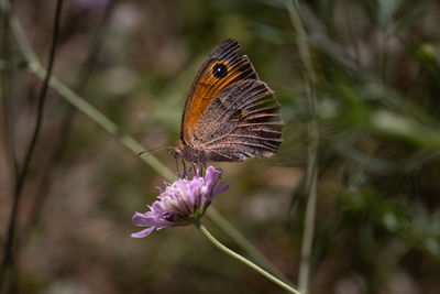 Close-up of butterfly pollinating on flower