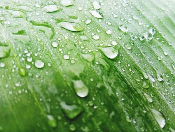 Full frame shot of wet leaves