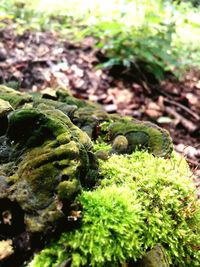 Close-up of lizard on rock