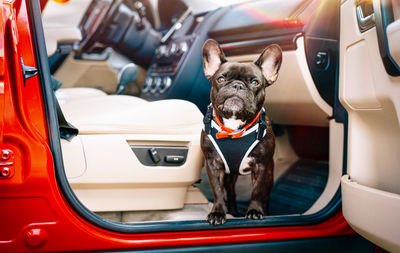 Close-up of dog in car