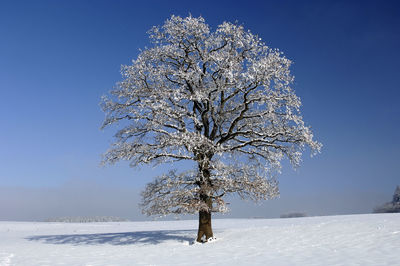 Tree on snow covered field against sky