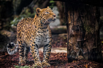 View of a cat looking away