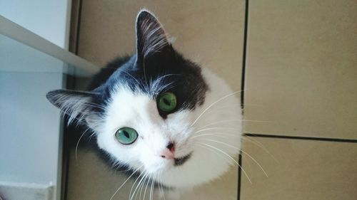 Close-up portrait of cat