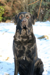 Close-up of black dog