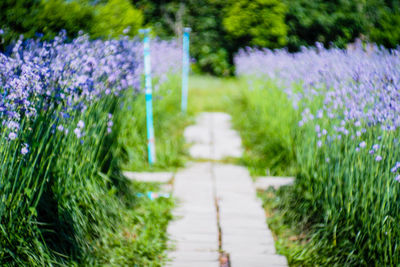 Purple flowering plants growing on land