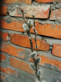 Close-up of hanging on brick wall