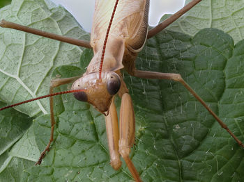 Close-up of insect on leaf