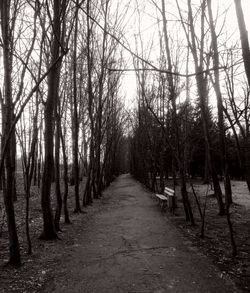 Trees in forest against sky