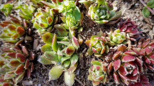 Full frame shot of plants