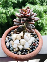 Close-up of potted plant