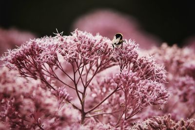 Close-up of insect perching on pink flower