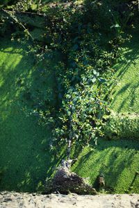 Close-up of plant growing in farm