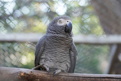 Close-up of parrot perching on tree in zoo