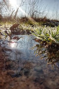 Surface level of wet grass with reflection in water