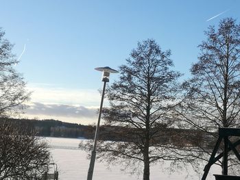 Bare trees against sky