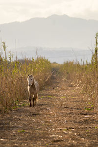 Horse standing on field against sky