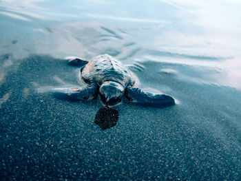 High angle view of turtle swimming in sea