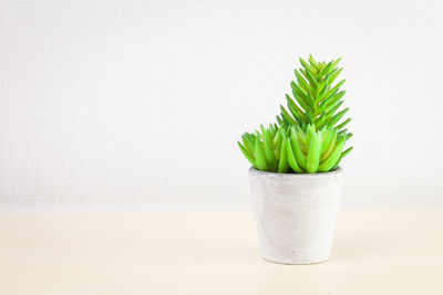 Close-up of potted plant on table against white background