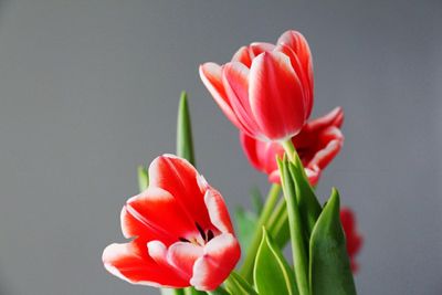 Close-up of red tulip against white background