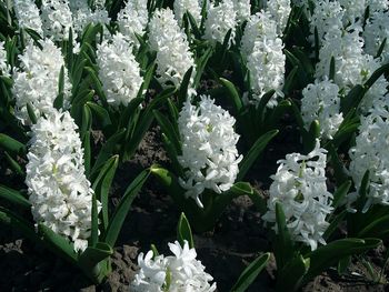 Close-up of white flowers