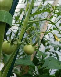 Close up of green plant