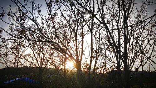 Sun shining through trees