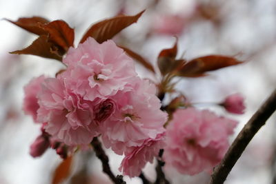 Close-up of pink cherry blossoms