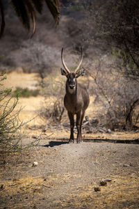 Male common waterbuck stands framed by bushes