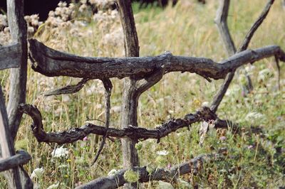 Close-up of tree trunk in forest